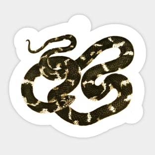 serpent,cobra,reptile,viper,venom,lizard,rattlesnake,king cobra Sticker